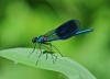 Calopteryx splendens